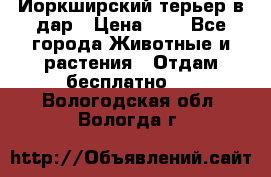 Йоркширский терьер в дар › Цена ­ 1 - Все города Животные и растения » Отдам бесплатно   . Вологодская обл.,Вологда г.